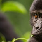 Uganda vs Rwanda for gorilla trekking