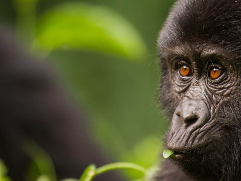 Uganda vs Rwanda for gorilla trekking