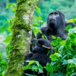 Gorilla Trekking from Kigali to Uganda