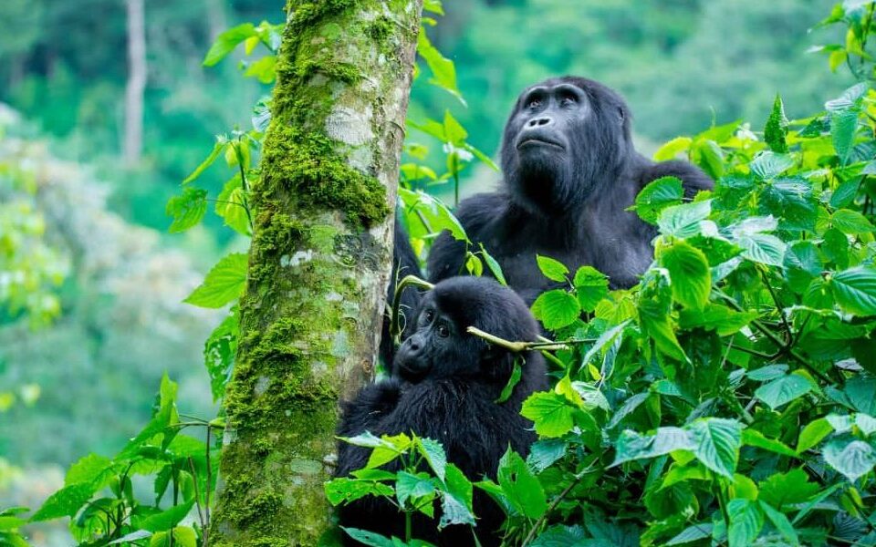 Gorilla Trekking from Kigali to Uganda