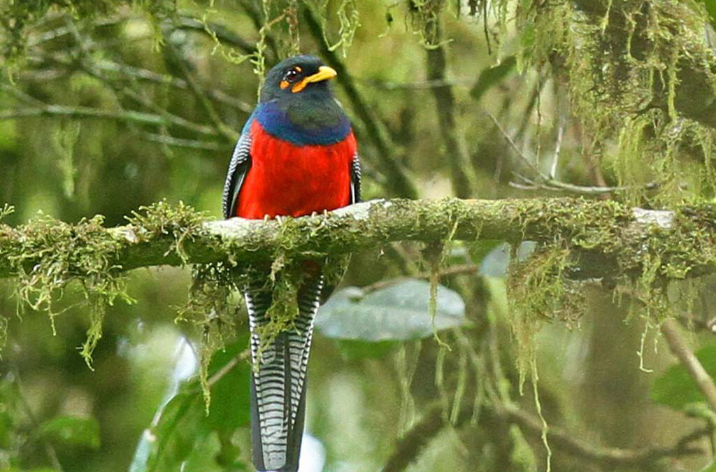 Birding in Echuya Forest Reserve