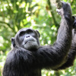 Kyambura wildlife reserve