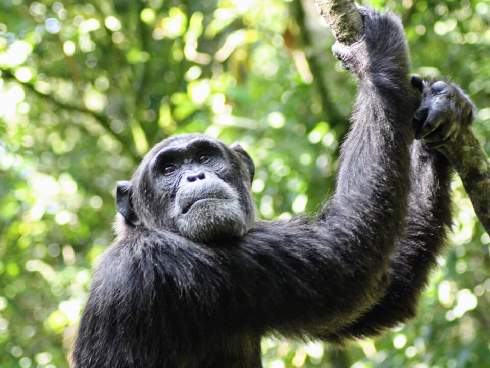 Kyambura wildlife reserve