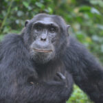 Best time for chimpanzee trekking