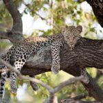 Which safari is better, Tanzania or Botswana