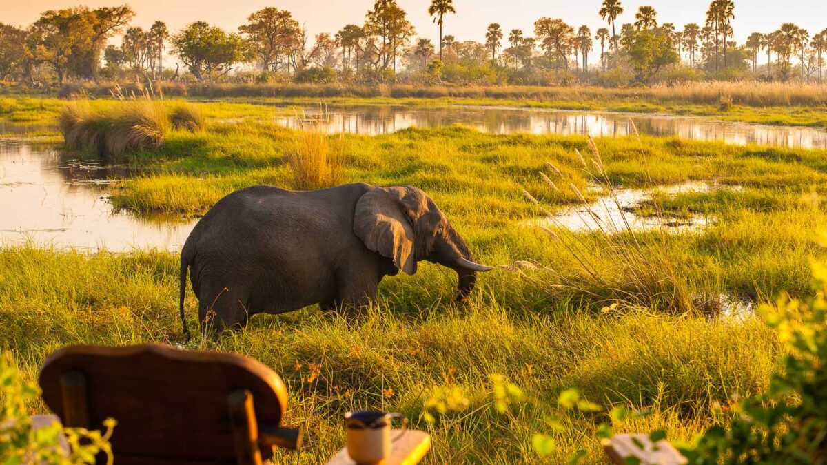 14 Days Tanzania Botswana Wildlife