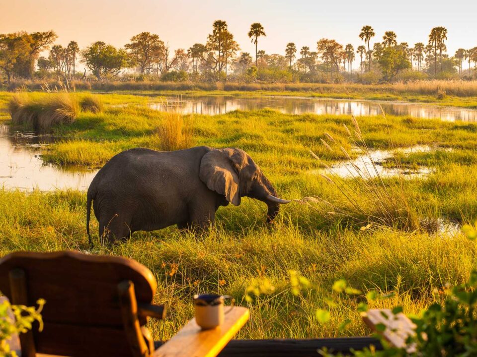 14 Days Tanzania Botswana Wildlife