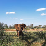 How many days do you need in Murchison falls