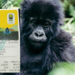 Uganda gorilla trekking costs