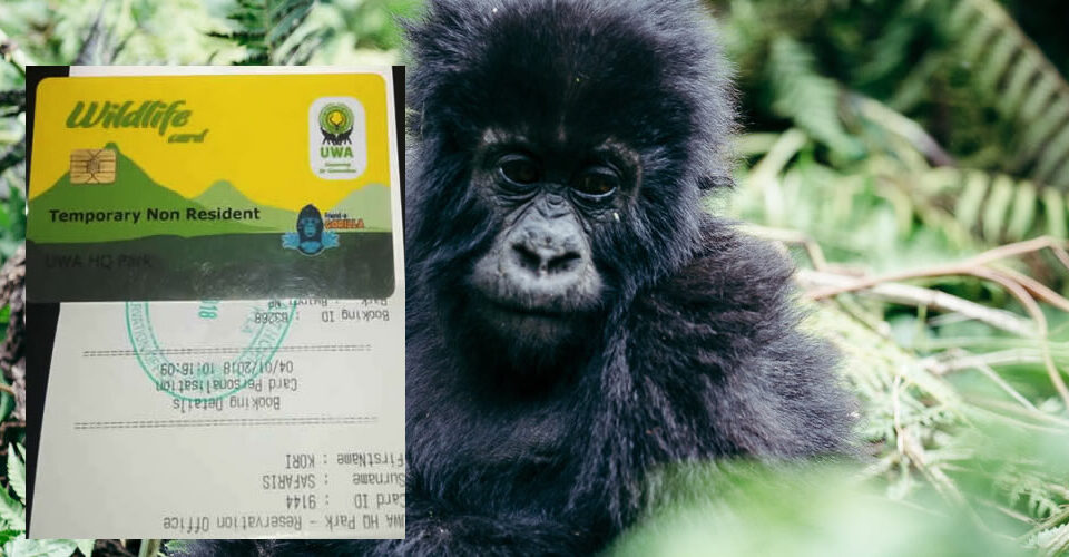 Uganda gorilla trekking costs