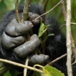 Gorilla trekking Uganda November