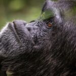 Chimpanzee and Gorilla Trekking Safari