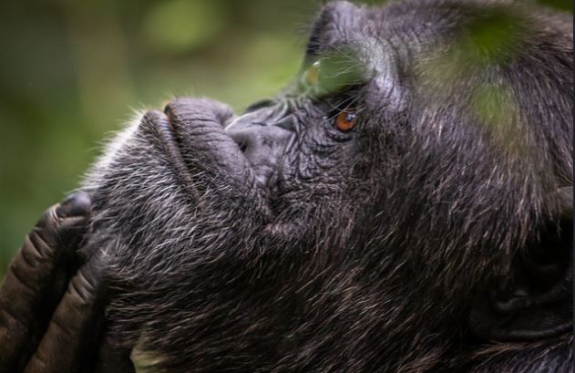 Chimpanzee and Gorilla Trekking Safari