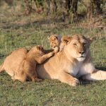 10 Days Kenya Big Five