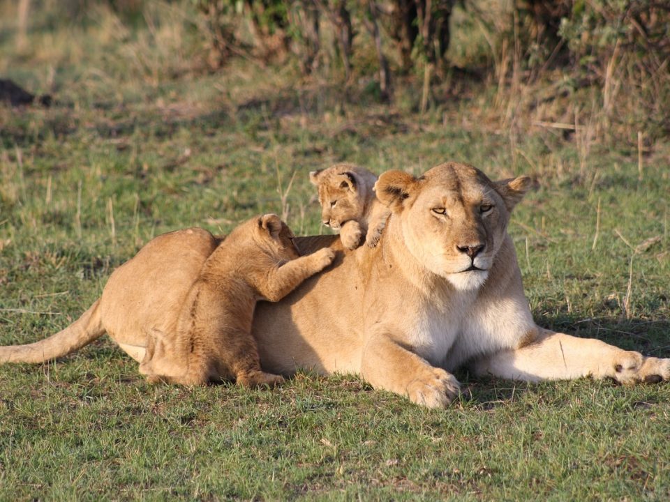 10 Days Kenya Big Five