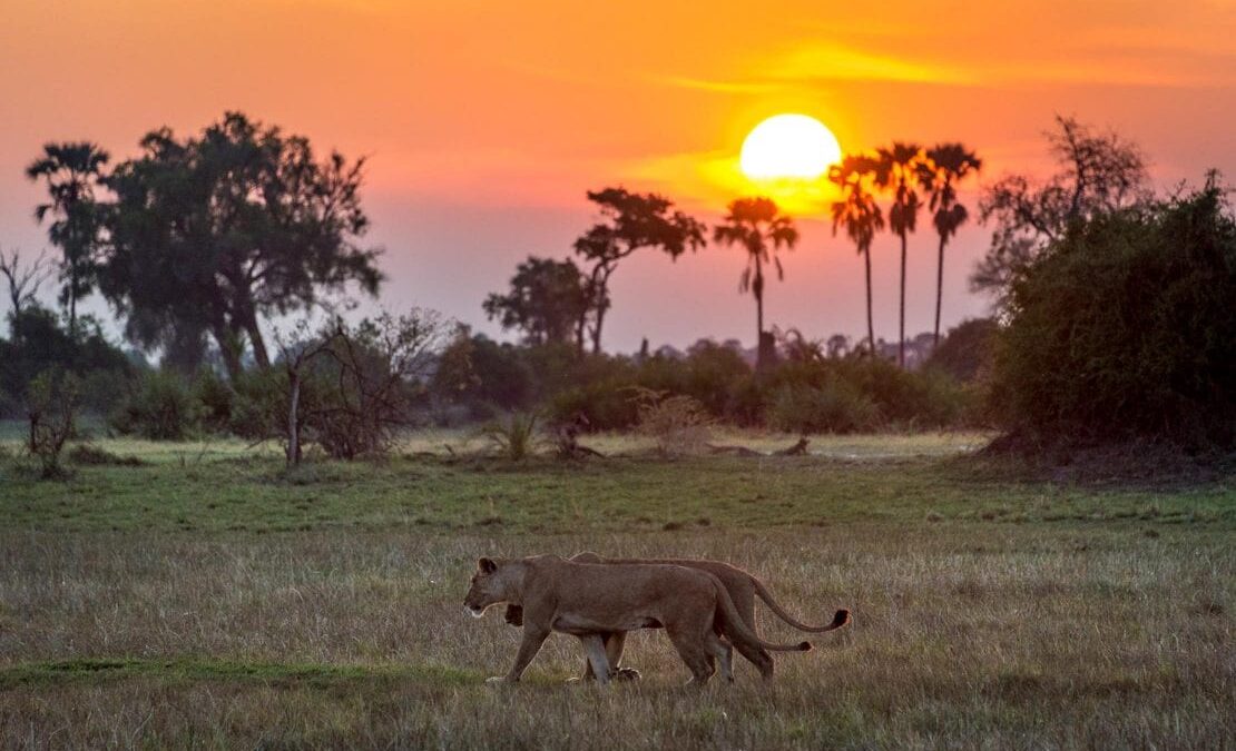 8-Day Rwanda and Botswana Safari