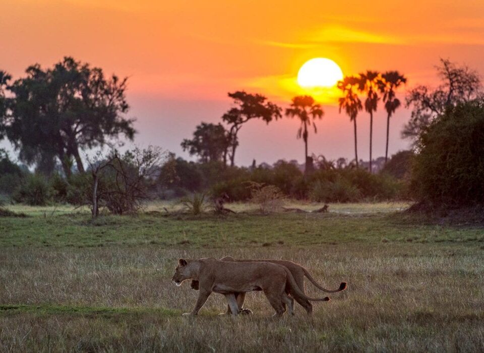 8-Day Rwanda and Botswana Safari