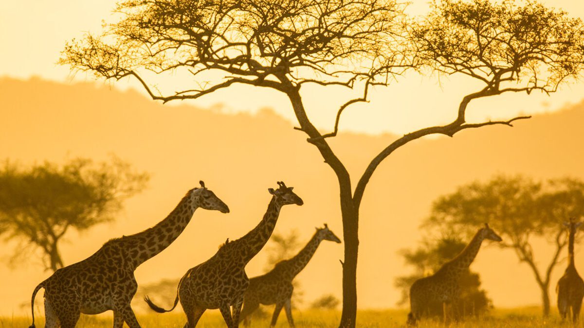 9 Days Uganda Wildlife Safari Experience