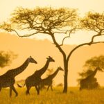 9 Days Uganda Wildlife Safari Experience