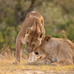 Tanzania Wildlife Luxury Safari