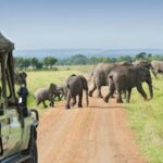 Uganda Wildlife Safari Experience