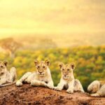 How to Budget for an African Safari