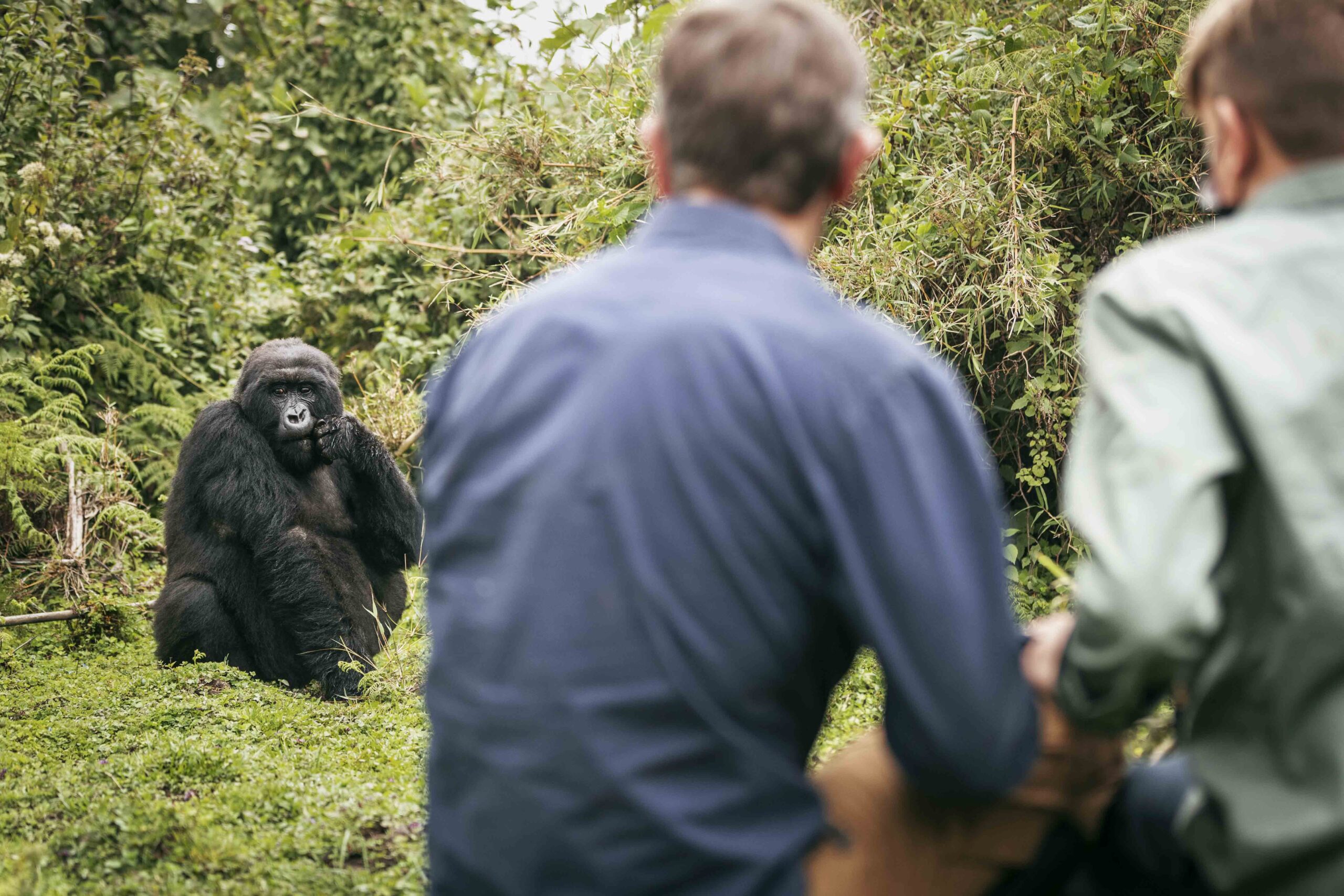 Ultimate Guide to Gorilla Trekking