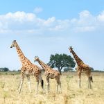 10 Days Uganda Safari