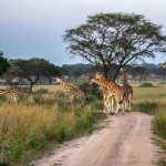 7 Days Kidepo Valley Safari