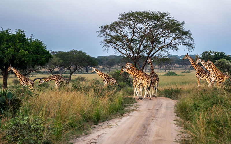 7 Days Kidepo Valley Safari