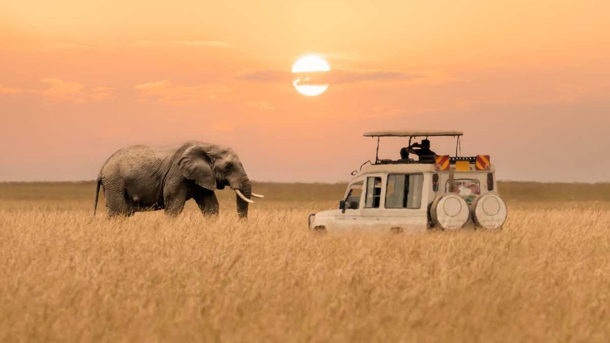 African Photo Safari