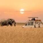 African Photo Safari