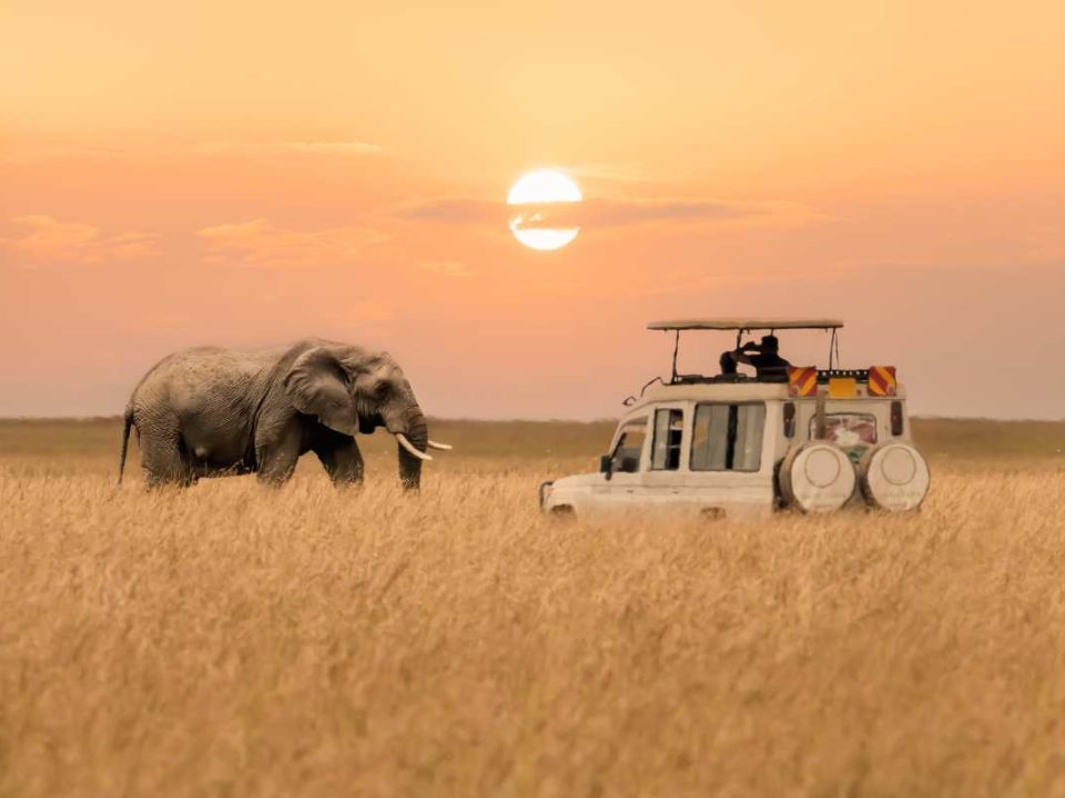 African Photo Safari