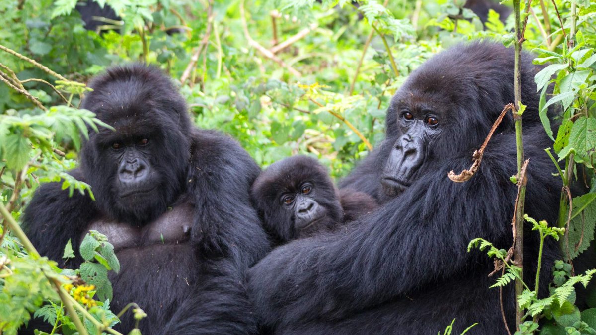 What to Expect from Gorilla Trekking in Uganda