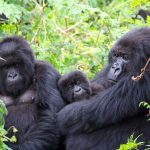 What to Expect from Gorilla Trekking in Uganda