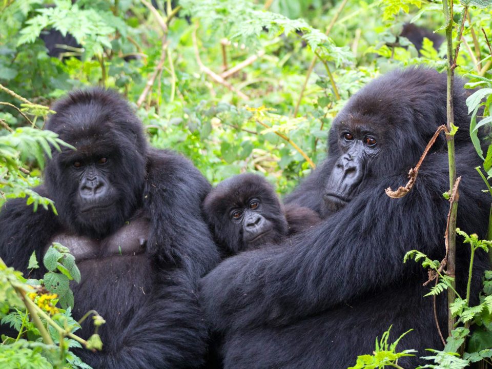 What to Expect from Gorilla Trekking in Uganda