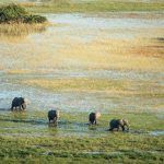 Can you see the Big 5 in Okavango Delta