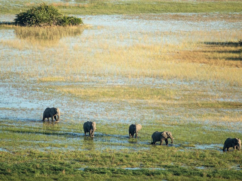 Can you see the Big 5 in Okavango Delta