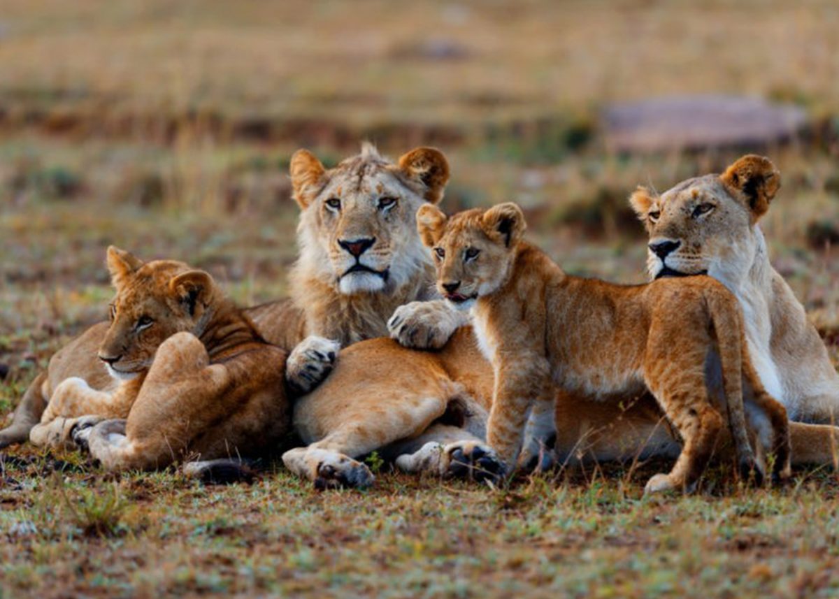 Uganda Gorilla & Wildlife Safari