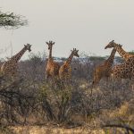 14 Days Uganda Favorites Safari