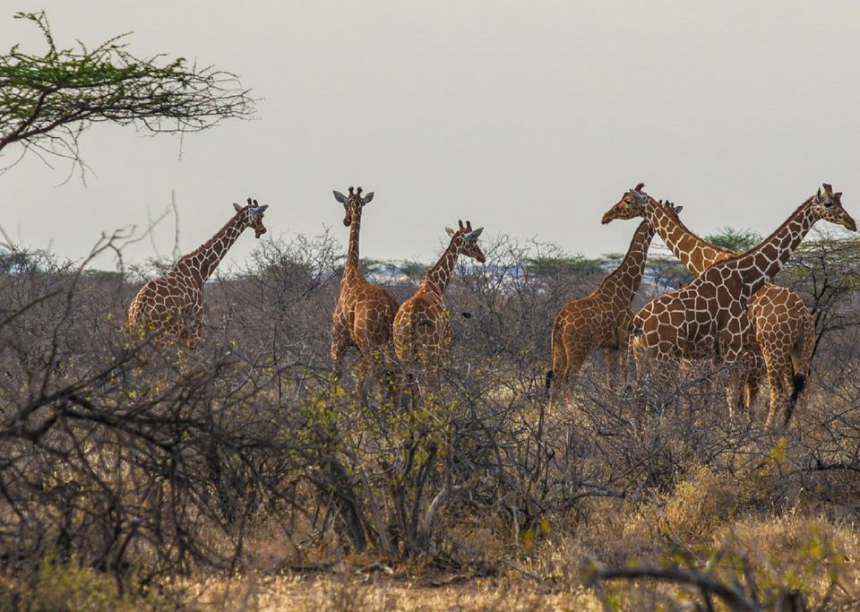 14 Days Uganda Favorites Safari