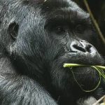 1 day Rwanda gorilla trekking