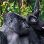 6 Day Rwanda Primates Tour