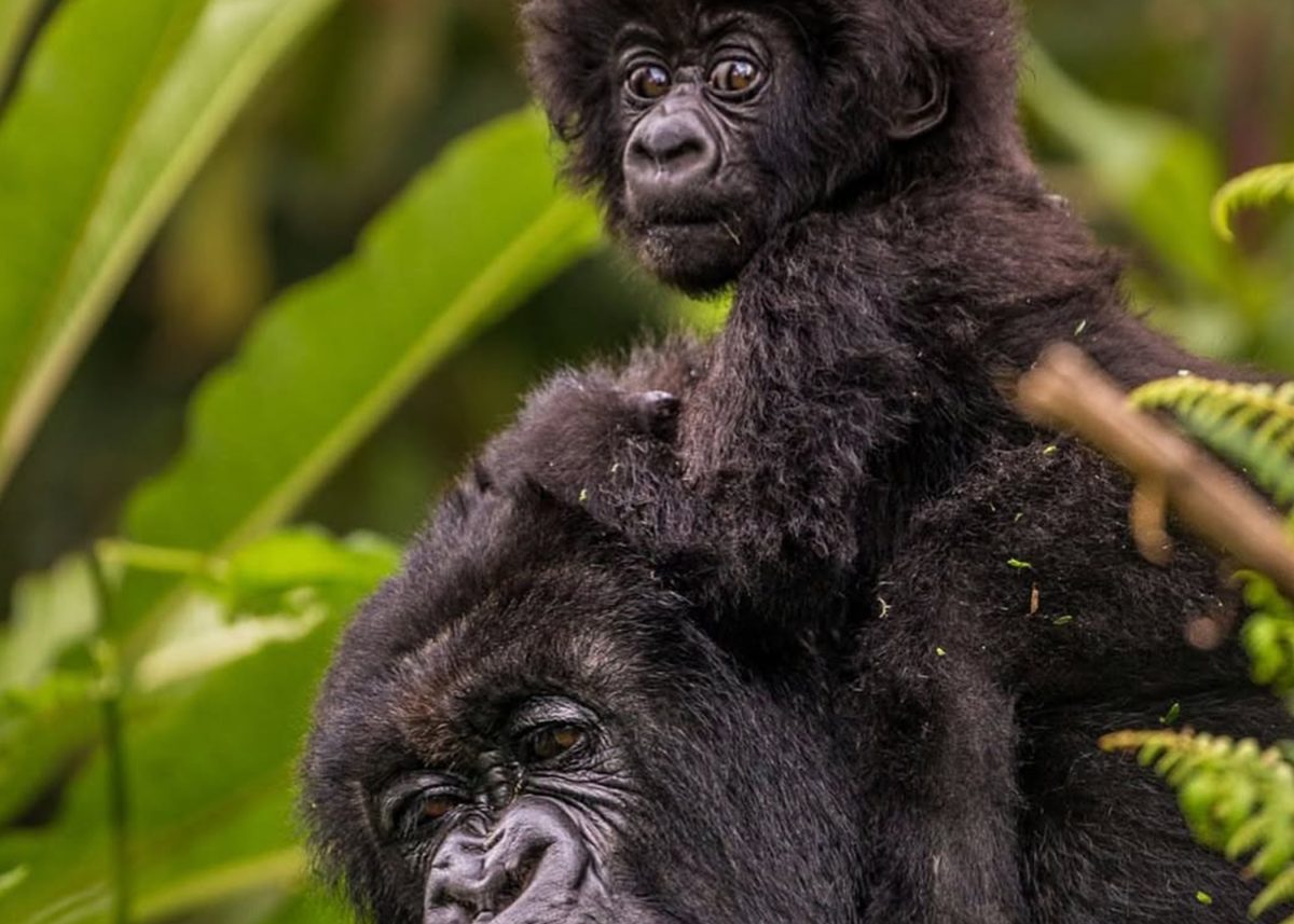 Uganda Gorilla & Wildlife Safari
