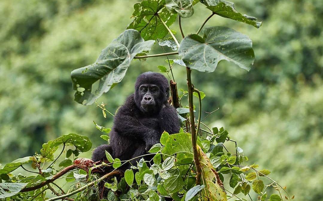 Comparing Uganda's National Parks
