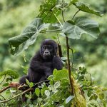 Comparing Uganda's National Parks