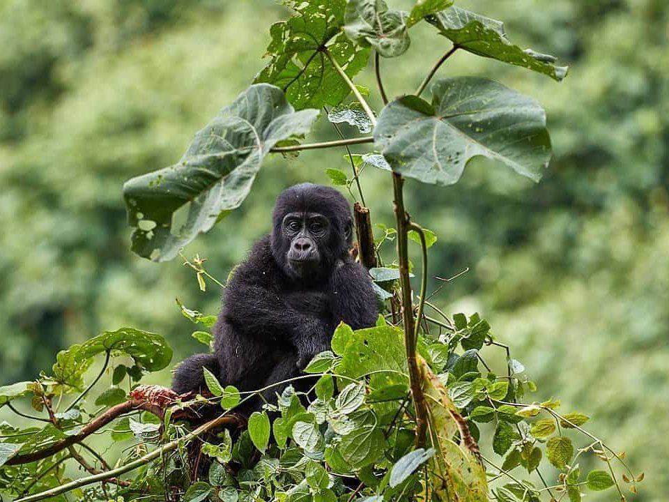 Comparing Uganda's National Parks