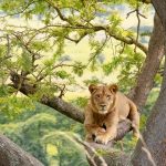 3 Day Kibale and Queen Elizabeth