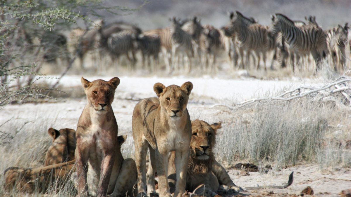 Why is Maasai Mara so famous