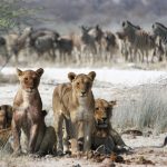 Why is Maasai Mara so famous